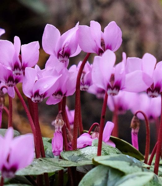 Cyclamen coum